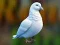 Trò chơi Realistic Pigeon Rescue trực tuyến