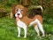 Trò chơi Flower Garden Dog Escape trực tuyến