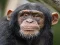 Trò chơi Chimpanzee Jigsaw trực tuyến