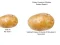 Trò chơi Potato Construct 2 Edition trực tuyến