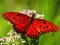 Trò chơi Nature Jigsaw Puzzle Butterfly trực tuyến