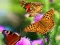 Trò chơi Butterfly Slide trực tuyến