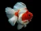 Trò chơi Gold Fish Jigsaw Puzzle trực tuyến