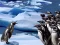 Trò chơi Penguins Slide trực tuyến