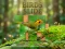 Trò chơi Birds Slide trực tuyến