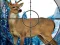 Trò chơi Sniper Stag Hunter trực tuyến