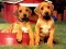 Trò chơi Puppy Pairs Puzzle trực tuyến