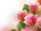 Trò chơi Pink Roses trực tuyến