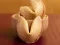 Trò chơi Fortune Cookies trực tuyến