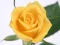 Trò chơi Yellow Roses trực tuyến