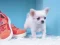 Trò chơi Lovely Puppy Puzzle trực tuyến