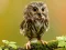 Trò chơi Animal Hidden Stars trực tuyến