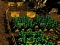 Trò chơi Pixel Farm trực tuyến