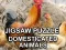 Trò chơi Jigsaw Puzzle Domesticated Animals trực tuyến