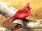 Trò chơi Art Birds Puzzle trực tuyến