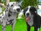 Trò chơi Dog Simulator 3d trực tuyến