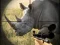 Trò chơi Wild Rhino Hunter trực tuyến