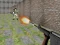 Trò chơi Bullet Fire trực tuyến