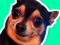 Trò chơi What meme dog are you ? trực tuyến