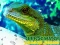 Trò chơi Chinese Water Dragon Jigsaw trực tuyến