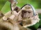Trò chơi Chimpanzee Jigsaw trực tuyến