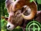 Trò chơi Crazy Goat Hunter 2020 trực tuyến