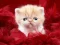Trò chơi Funny Kitty trực tuyến