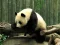 Trò chơi Pandas Puzzle trực tuyến