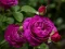 Trò chơi Purple Roses trực tuyến