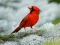 Trò chơi Birds Puzzle trực tuyến