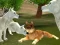 Trò chơi Wild Wolves Hunger Attack trực tuyến