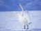 Trò chơi Graceful Swans trực tuyến