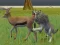 Trò chơi Wolf Life Simulator trực tuyến