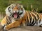 Trò chơi Animals Jigsaw Puzzle Tiger trực tuyến