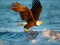 Trò chơi Animals Jigsaw Puzzle Eagle trực tuyến