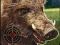 Trò chơi Boar Hunting Jigsaw trực tuyến
