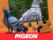 Trò chơi Pigeon Jigsaw Puzzle trực tuyến