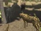Trò chơi African Cheetah Hunting Simulator trực tuyến