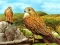 Trò chơi Birds of Prey Slide trực tuyến