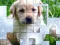 Trò chơi PicPu Dog trực tuyến