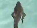 Trò chơi Crocodile Simulator Beach Hunt trực tuyến