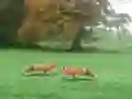 Trò chơi Hunted Fox trực tuyến