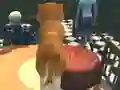 Trò chơi Dog Simulator: Puppy Craft trực tuyến
