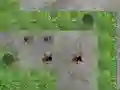 Trò chơi Spider Tower Defence trực tuyến