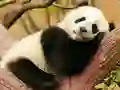 Trò chơi Animal Differences trực tuyến