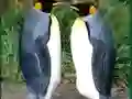 Trò chơi Penguin Puzzle trực tuyến