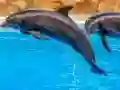 Trò chơi Sea Dolphin Jigsaw trực tuyến