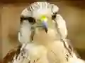 Trò chơi Gyrfalcon Jigsaw trực tuyến