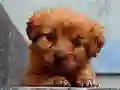 Trò chơi Puppy Puzzle trực tuyến