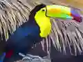 Trò chơi Toucan Bird Jigsaw trực tuyến